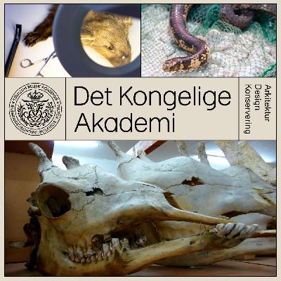 Historien Akutlæger 2:4 - Isbjørnekraniernes fortælling om nutidens biodiversitetskrise