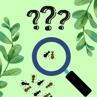 Bônus curiosidades das formigas