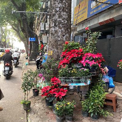Bộ hành qua phố: Bước Xuân rộn ràng trên phố Hoàng Hoa Thám Bộ hành qua phố: Bước Xuân rộn ràng trên phố Hoàng Hoa Thám