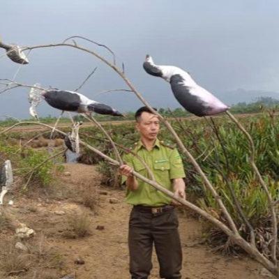 Tin trong nước - Cục Lâm nghiệp và Kiểm lâm kiểm tra các khu vực trọng điểm về bẫy bắt chim cư tại Quảng Ninh Tin trong nước - Cục Lâm nghiệp và Kiểm lâm kiểm tra các khu vực trọng điểm về bẫy bắt chim cư tại Quảng Ninh