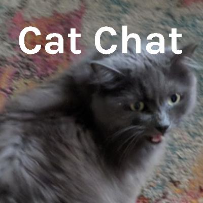 Cat Chat Episode 5