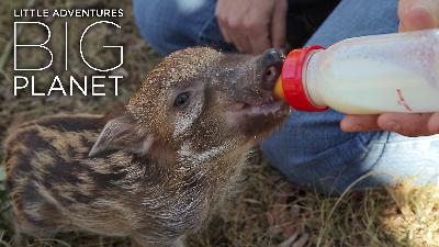 From rescue to release: The heroes saving South Africa’s urban wildlife