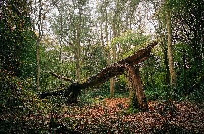 About That Tree Falling in the Forest and the Nature of the Universe