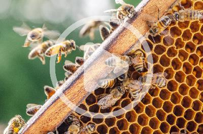 Best Beekeeping Practices Best Beekeeping Practices