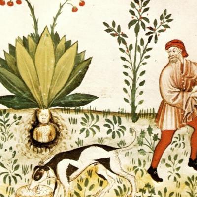 les 4 cavalières de l'atropine: Jusquiame et Belladone