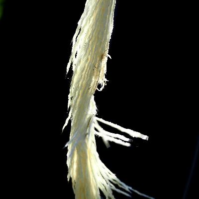 【1-5】「誰が彼らを甘やかした？」〜最強植物サトウキビの歴史〜【砂糖編・その5】