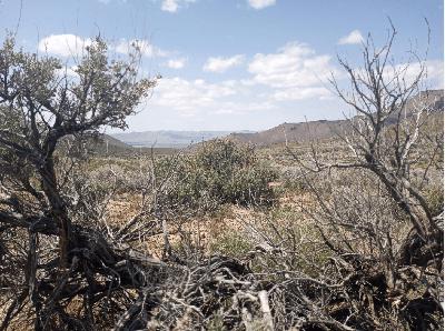 Nikki Hill with Sigh Moon on Botany as Archaeology, to Stop a Lithium Mine