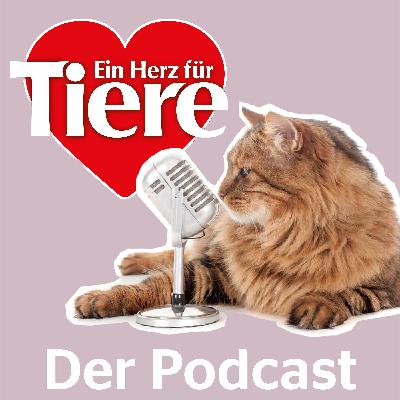 Episode 95: Was wir von Katzen lernen können