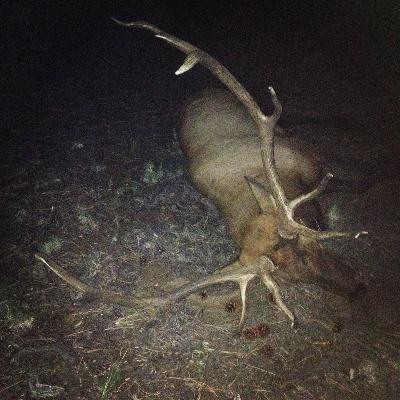 Elk Hunting W/ Zach Bowhay