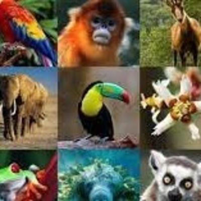 Características de los animales
