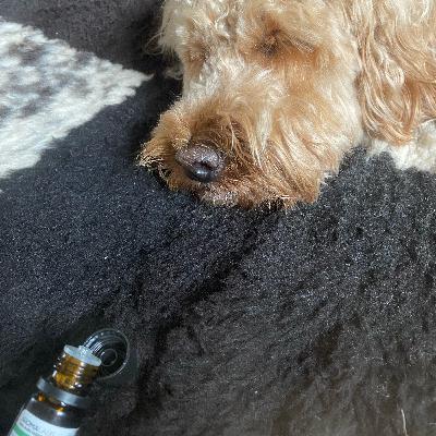 Merlin The Cockerpoo - How Health Affects Behaviour