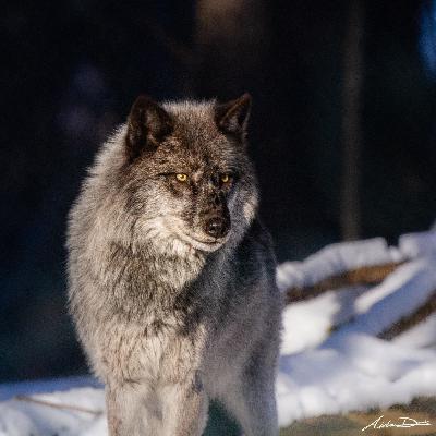 Speaking of Wildlife: With Krystal Hewitt Speaking of Wildlife: With Krystal Hewitt