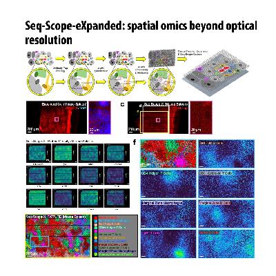 568-Seq-Scope-X：超高分辨率空间多组学分析平台