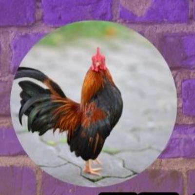 Ifa & The Rooster Ifa & The Rooster