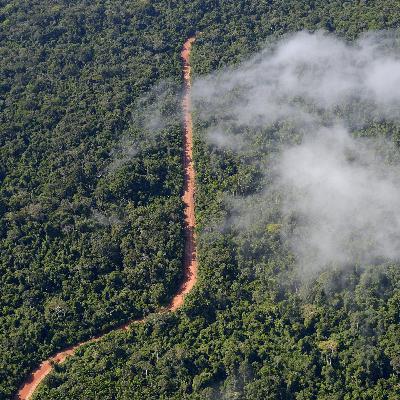 Klimawandel - Wälder nehmen wieder mehr Kohlenstoff auf Klimawandel - Wälder nehmen wieder mehr Kohlenstoff auf