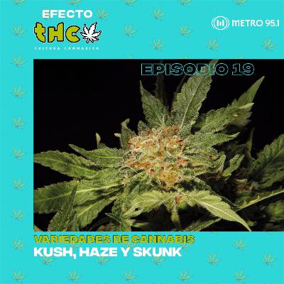Variedades de cannabis: Kush, Haze y Skunk