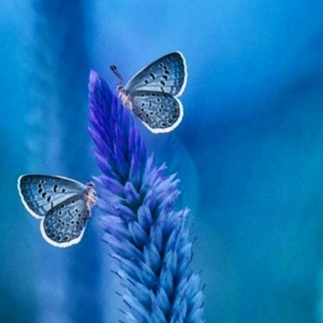 سوفیاساناندا اپیزود شماره یک