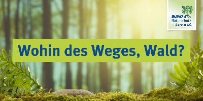 Teil 3: Wohin des Weges, Wald?