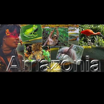 Meios e impactos da Floresta Amazônica