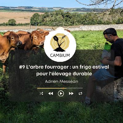 #9 - L'arbre fourrager : un frigo estival pour l'élevage durable