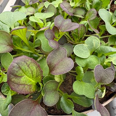 Pikant, würzig, frech und attraktiv--Asia-Green/Salate