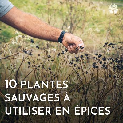 10 Plantes sauvages à utiliser en épices