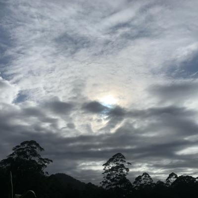 Textured morning sounds of the birds and other critters on the east facing hillside