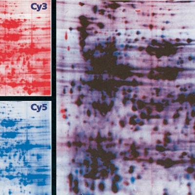 Molecular Tools for Studying Genes and Gene Activity (CMB part 3) Molecular Tools for Studying Genes and Gene Activity (CMB part 3)