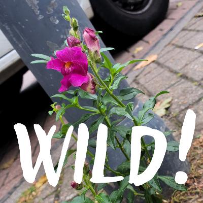 Trailer: Wild! der Podcast für mehr Natur in der Stadt