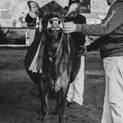 EGGS, HOGS, WORLD DAIRY EXPO, FFA, ALFALFA UPDATE EGGS, HOGS, WORLD DAIRY EXPO, FFA, ALFALFA UPDATE