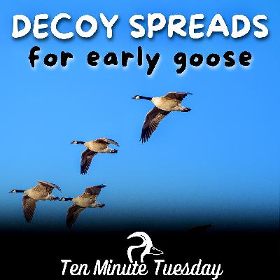 Decoy Spreads for Early Goose