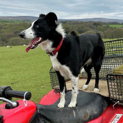 The transformation of Tay: from lockdown puppy to sheepdog star