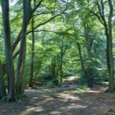 Creepy Forest By : Brendan O Fearghail Creepy Forest By : Brendan O Fearghail