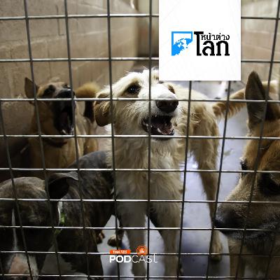 หน้าต่างโลก : เจ้าของร้านอาหารขายเนื้อสุนัขเกาหลีใต้จ่อฟ้องรัฐบาล