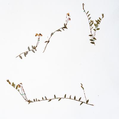 В чем отличие национального парка и заповедника? В чем отличие национального парка и заповедника?