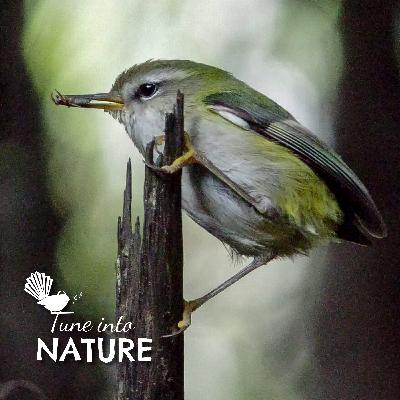 Meet NZ's Smallest Bird - the Rifleman