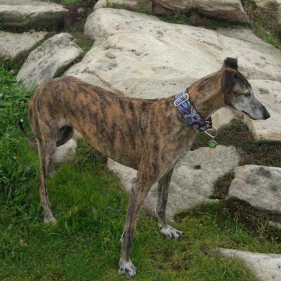 Episodio 53-Gracias Nala