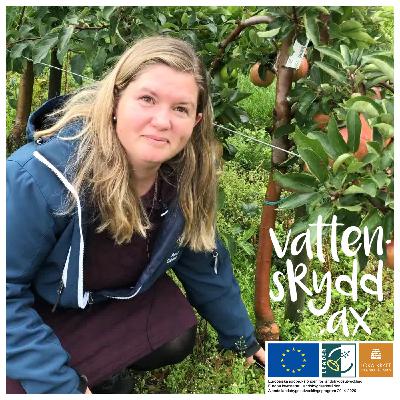 Droppbevattning gör fruktodlingen hållbar