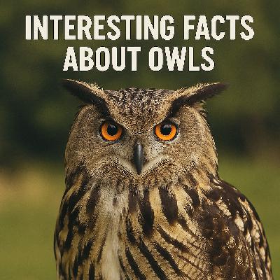 猫头鹰的真有趣