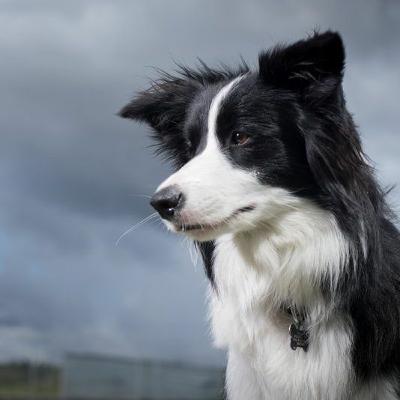 Episode 12: Hundes sprogører, hvepse med våben og rød ninja