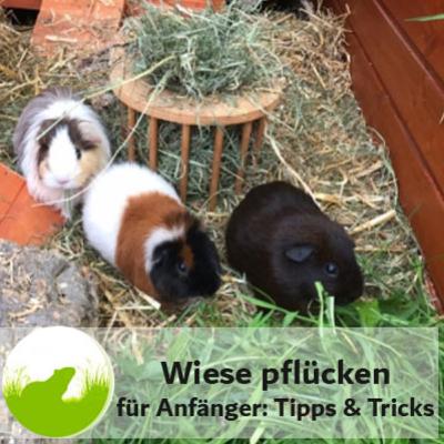 Wiese pflücken für Einsteiger: Tipps & Tricks Wiese pflücken für Einsteiger: Tipps & Tricks