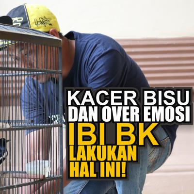 Yang Harus Dilakukan Setelah Beli Kacer Bisu dan Over Emosi feat IBI BK