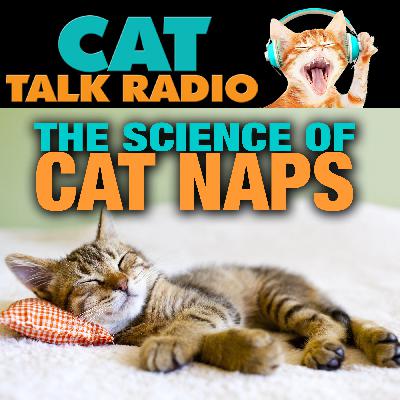 The Science of Cat Naps: Sleep Cycles Explained The Science of Cat Naps: Sleep Cycles Explained