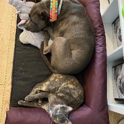 Episod 4: Câini sau pisici?