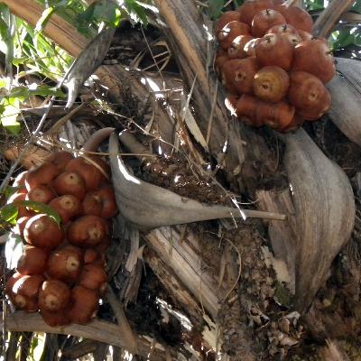Babaçu e as Quebradeiras de Coco: Empoderamento, Tradição e Sustentabilidade