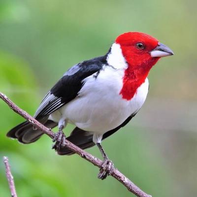 Red-cowled cardinal (Cardeal-do-nordeste)Galo de campina Red-cowled cardinal (Cardeal-do-nordeste)Galo de campina