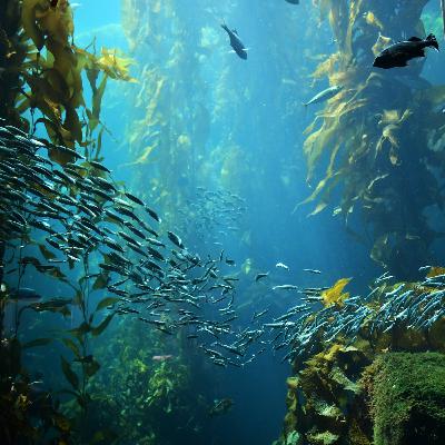 S2:E35 (Full Version) - WHY KELP FORESTS MAY HOLD THE KEY TO THE FUTURE OF OUR FOOD SUPPLY