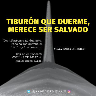 TIBURÓN QUE SE DUERME...