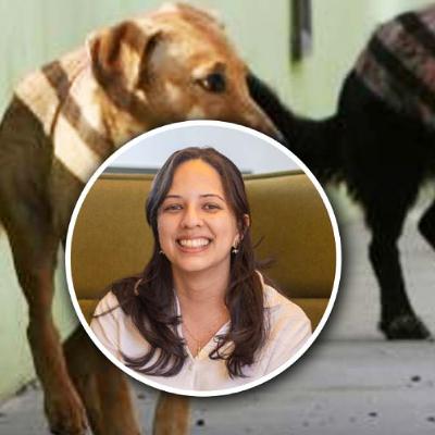 « Stérilisé pas dramatisé » : ANSAM brise le tabou autour de la stérilisation des chiens mâles