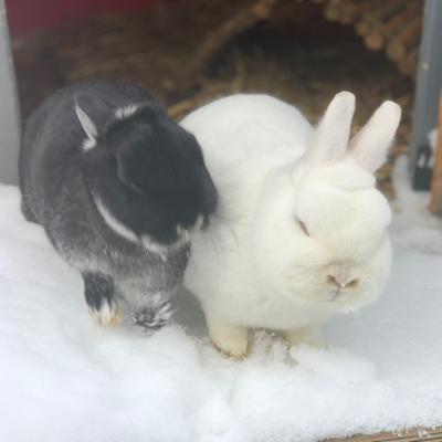 Kaninchen im Winter//Probleme die wir alle kennen und Tipps zum lösen❤️